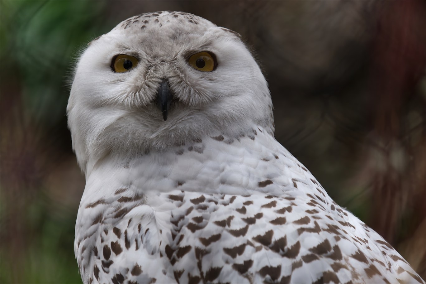 Snowy Owl 0320